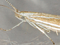 Coleophora tamesis